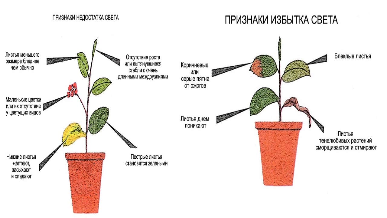 Влияние света на культуры